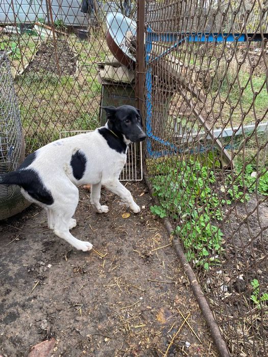 Буря шукає дім! Вік 6 місяців. Стерилізована