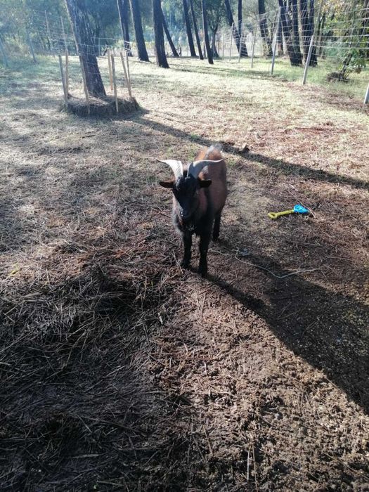 Cabrito anão 1 ano