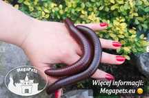 Olbrzymi Ophistreptus guineensis Krocionogi Wije Isopody Skoczogonki