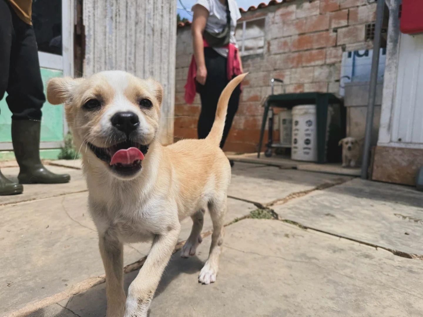 Abella. Para adopção