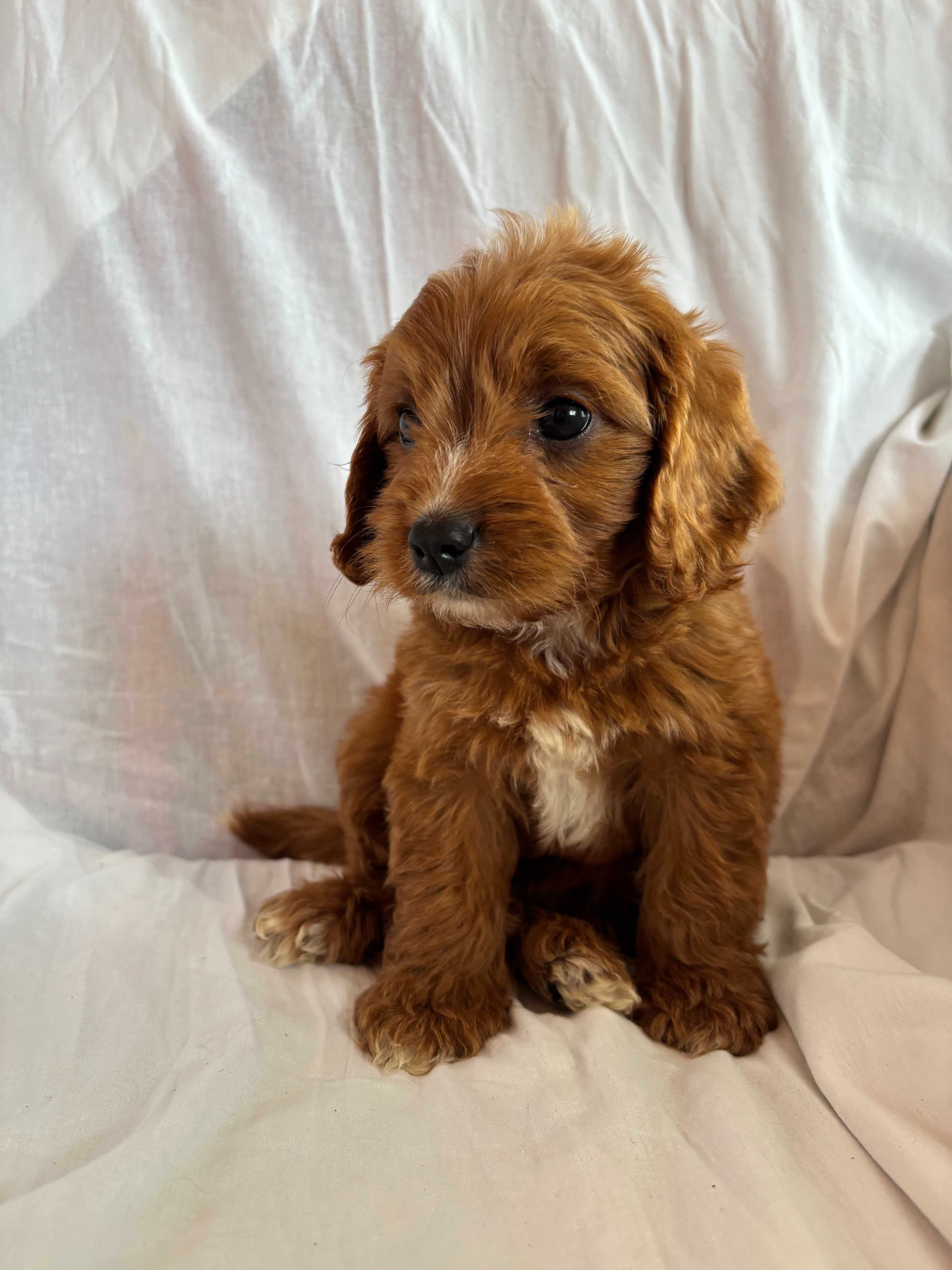 Piesek rasy Cavapoo