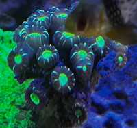 Likwidacja akwarium morskie, Caulastrea Candy, koralowiex