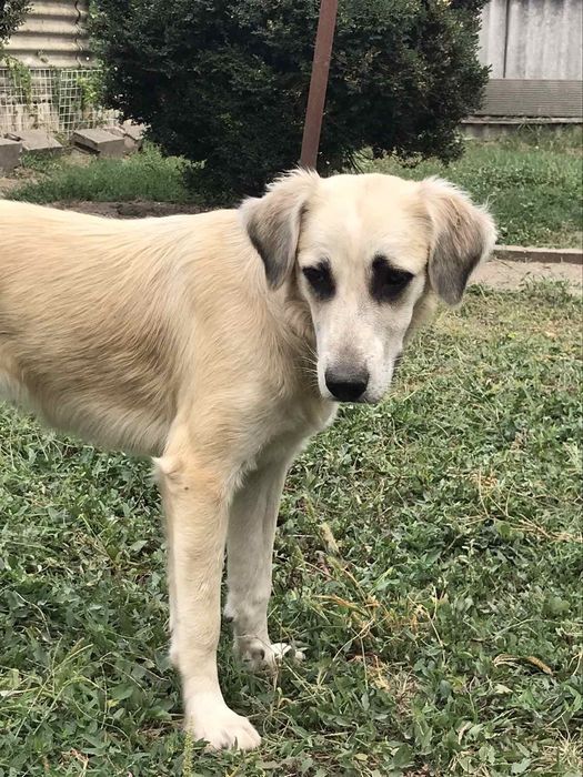 Отдам даром в добрые руки собаку метис лабрадора