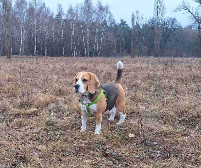 В'язка (безкоштовно) собаки (бігль) Кобель 3 роки