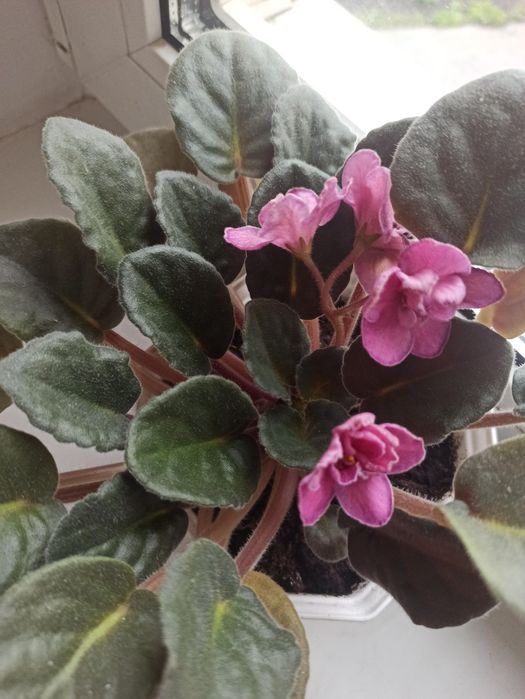 Фіалка кімнатна рожева