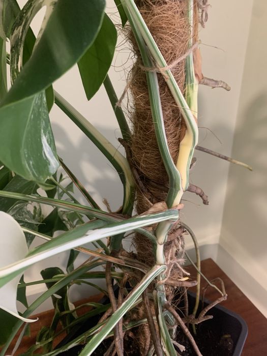 Велика монстера Альба та Тайське Сузіря