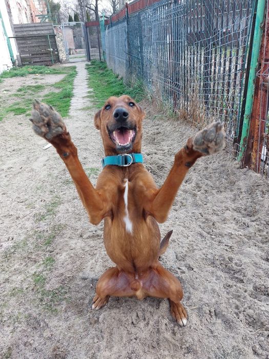 Mix pinczer/terier szuka nowego domu