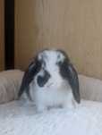Królik mini lop, baranek miniaturka, królik Teddy, królik karzełek