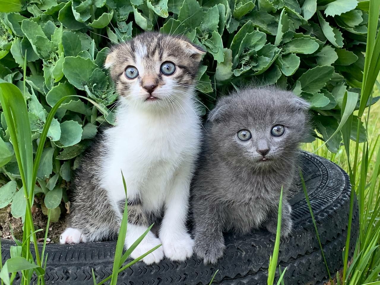 Весловухі котики