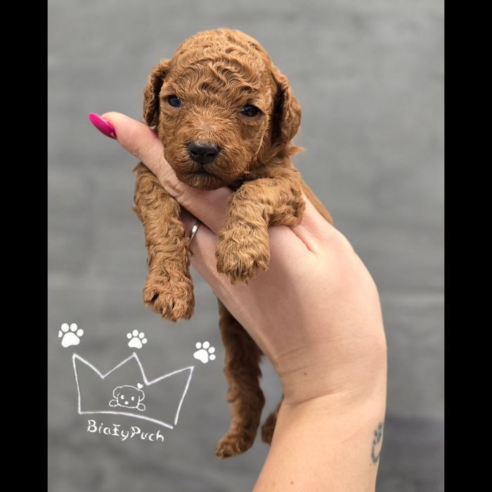 Pudel toy  OSTATNIA SUCZKA red grudzien badania wyprawka paszpor