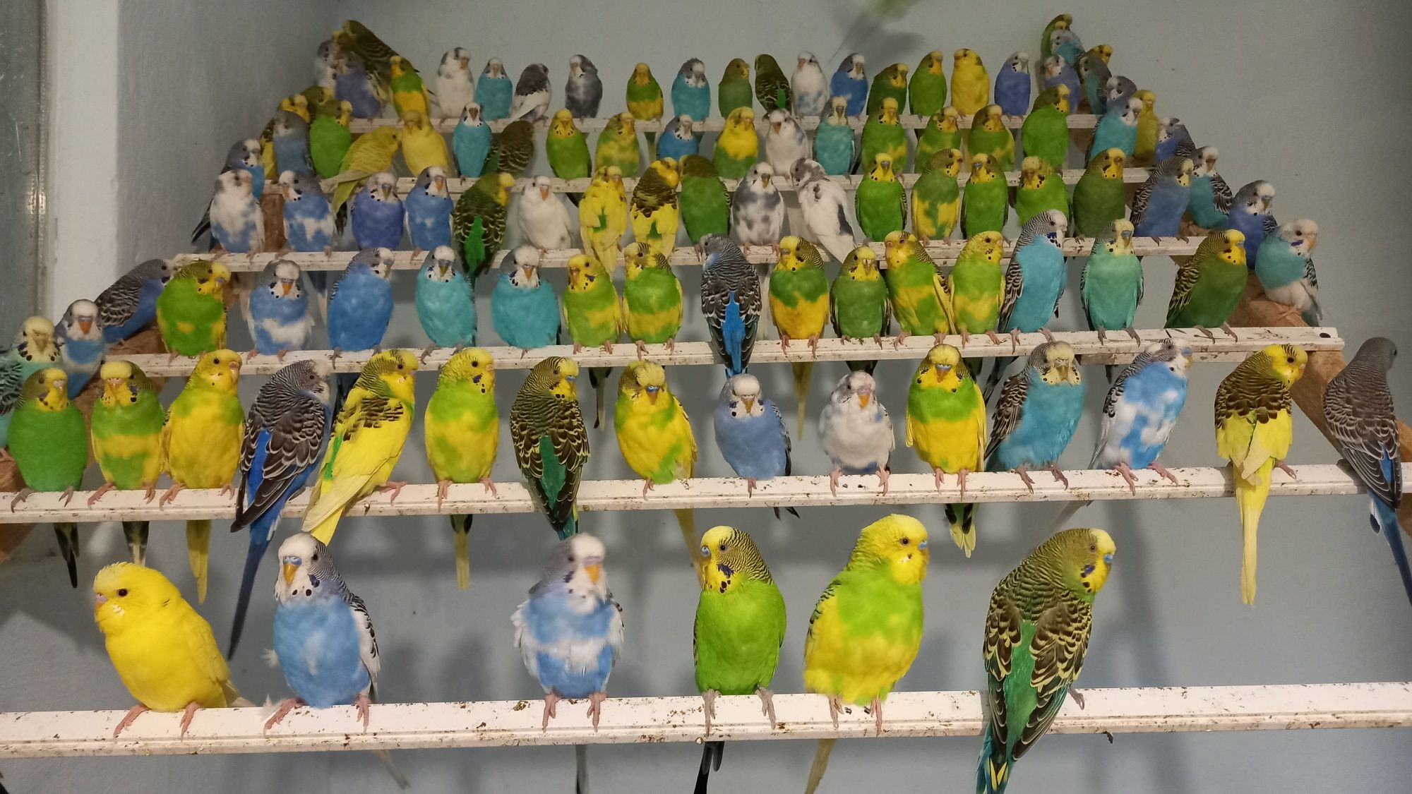 Яркие красивые попугаи