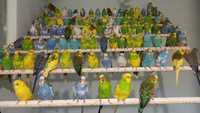Яркие красивые попугаи