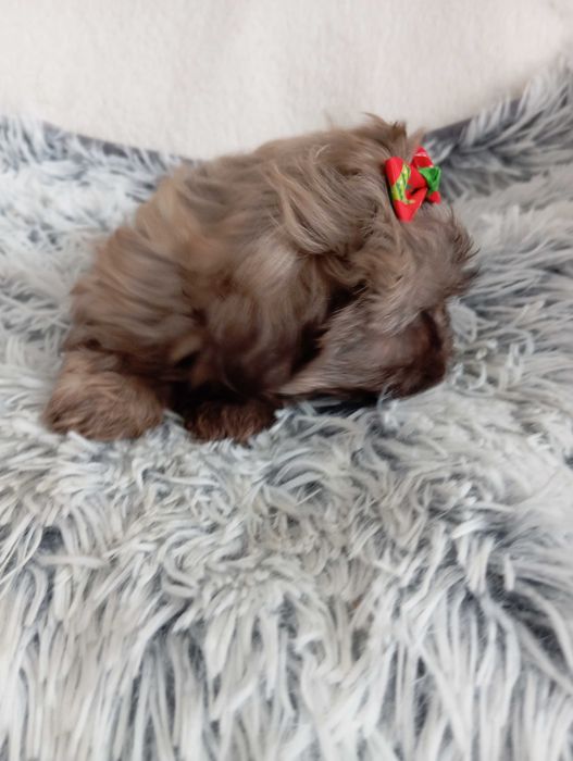 Sunia shih Tzu z wielopokoleniowym rodowodem