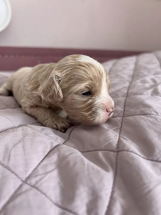 Милые Мальтипу Днепр Мальтипу болонка Мальтипу гипоаллергенный