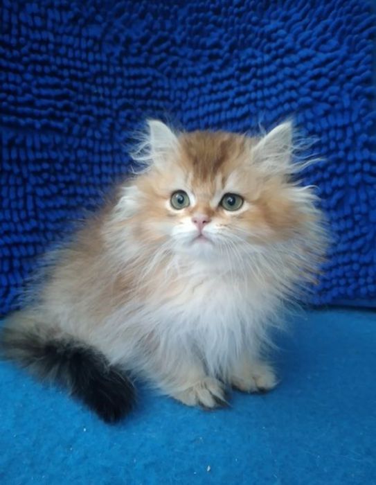 Мальчик Золотая шиншилла длинношерстный британский