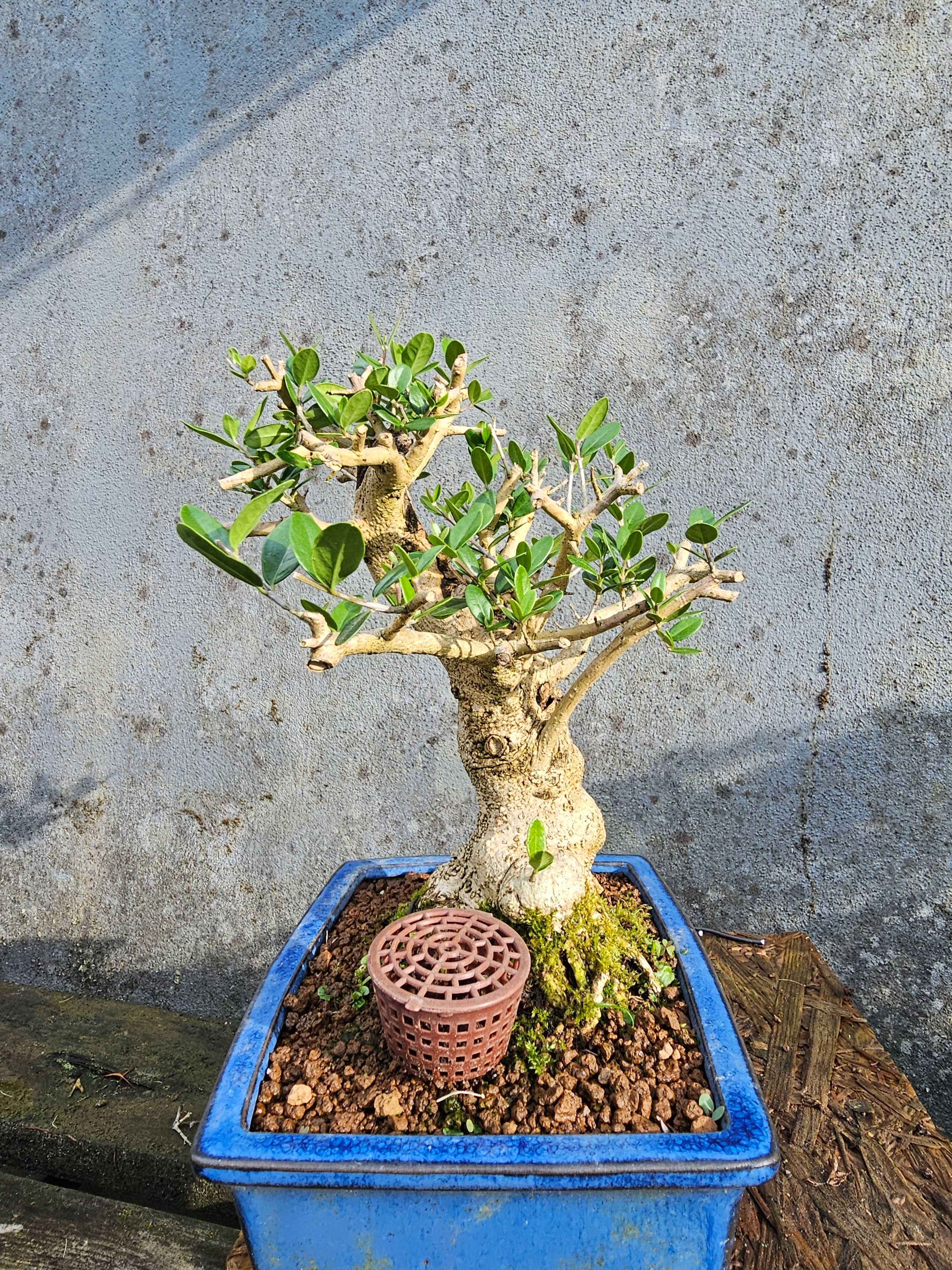 Bonsai Oliveira brava