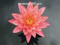 Продам  нимфеи,  кувшинки  разных сортов