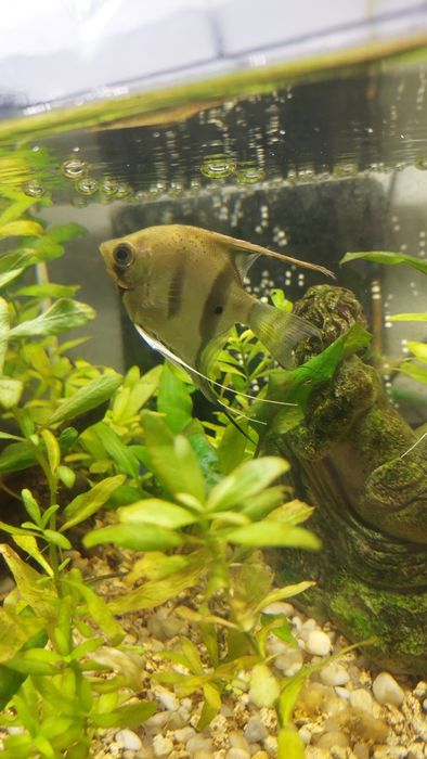 3 escalares (acará-bandeira)