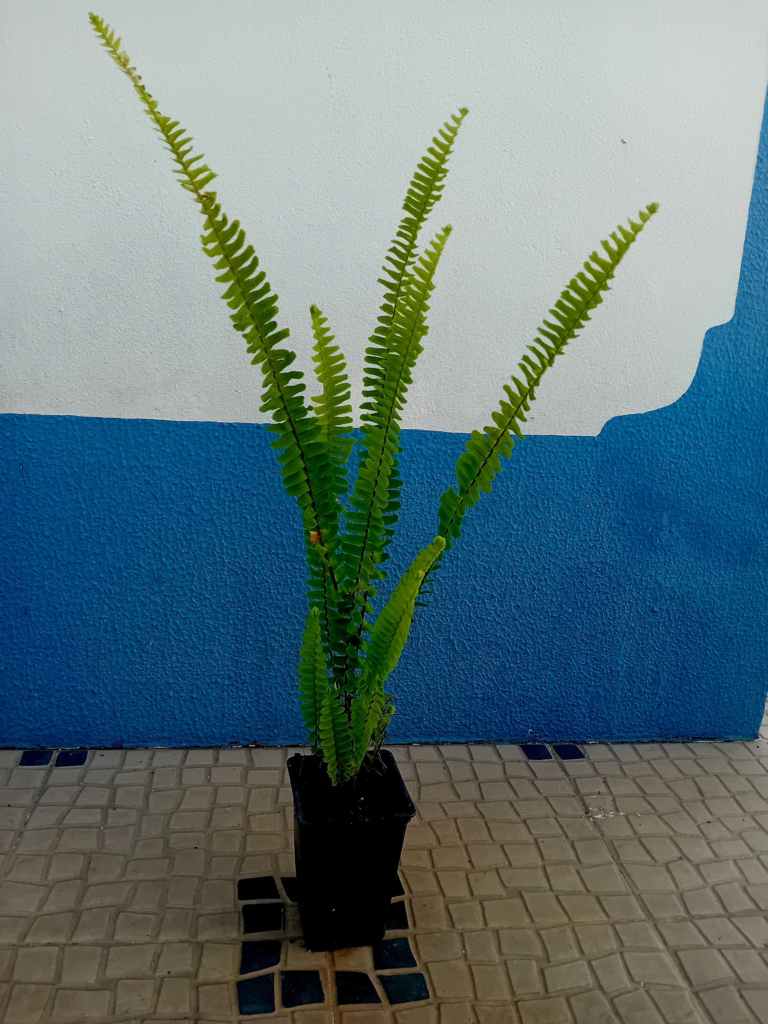 Feto Nephrolepsis Cordifolia