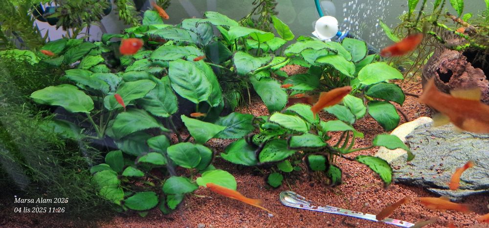 Anubias i inne rośliny akwariowe