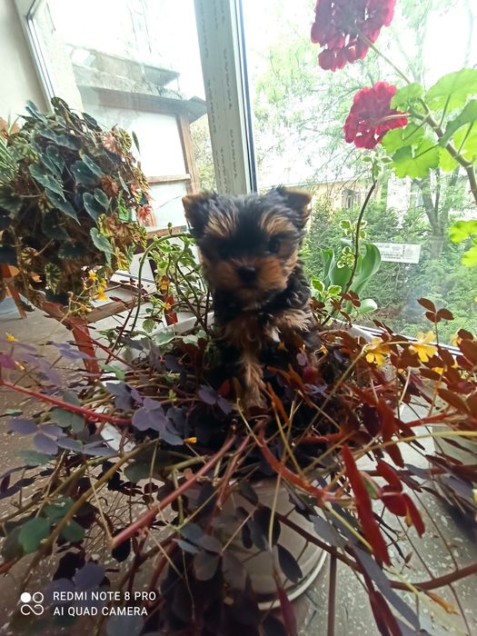Йоркширський терьєр! Міні хлопчики і дівчатка. Зі Львова.