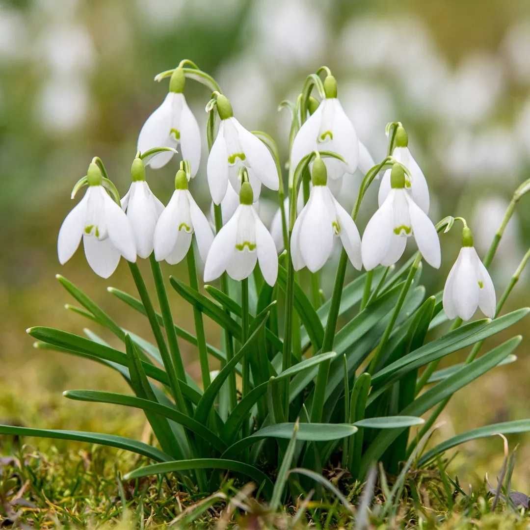 Śnieżyczka Przebiśnieg cebulki 100 szt Cebule Kwiatów Galanthus Nivali