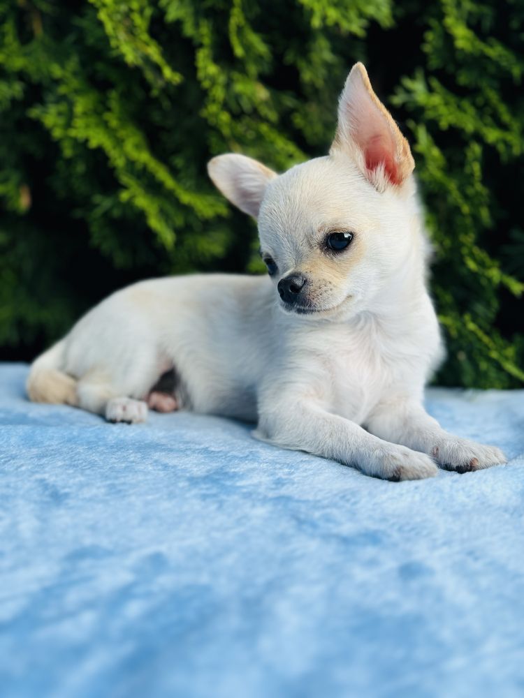 Sliczny piesek FCI chihuahua krotkowlosa