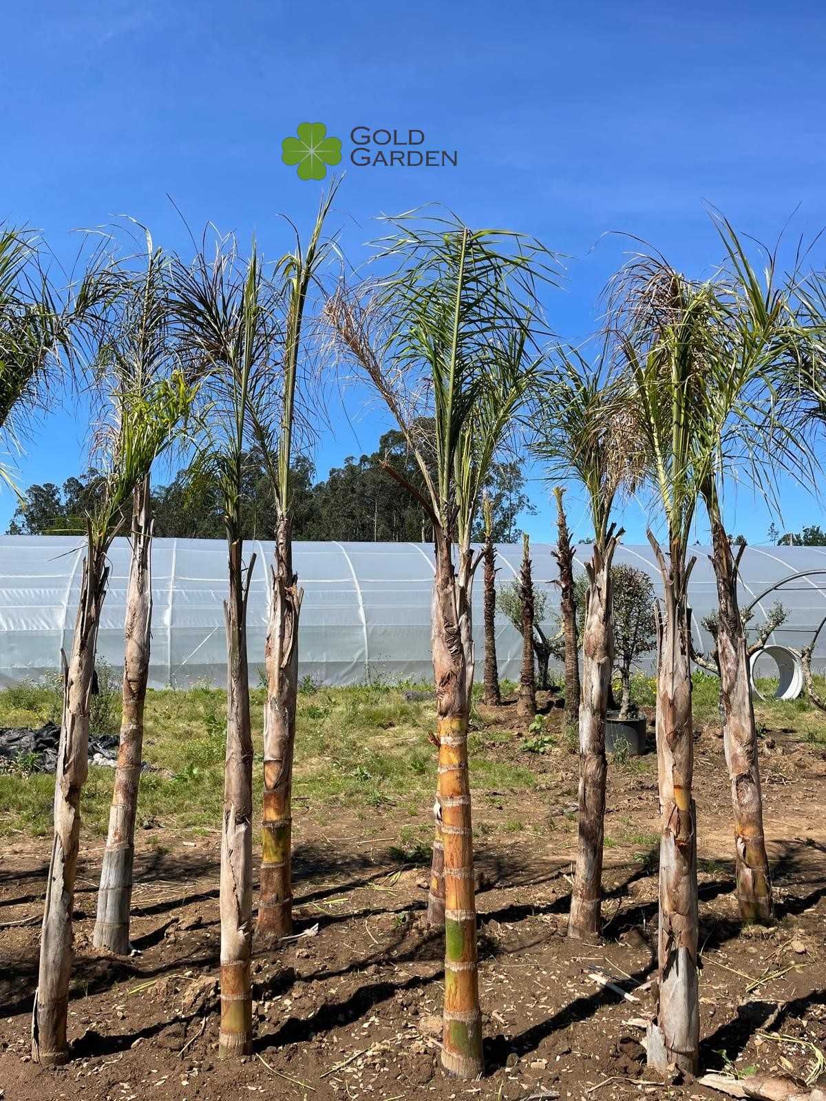 Coqueiros de vários tamanhos! Palmeiras / Jardim / Plantas