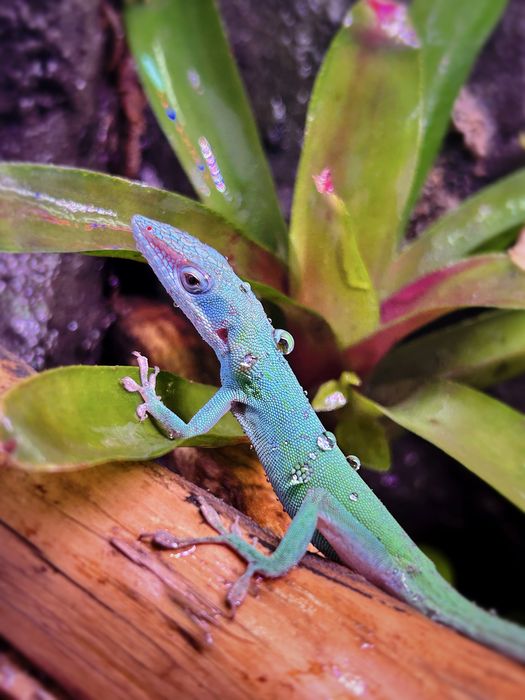 Jaszczurka Anolis allisoni