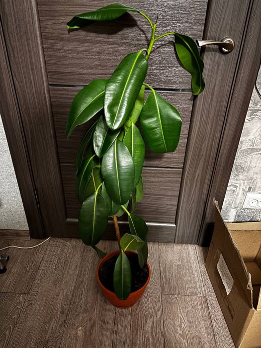 Фікус каучуконосний