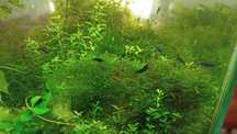 Lindos Camarões Neocaridina Blue Dream