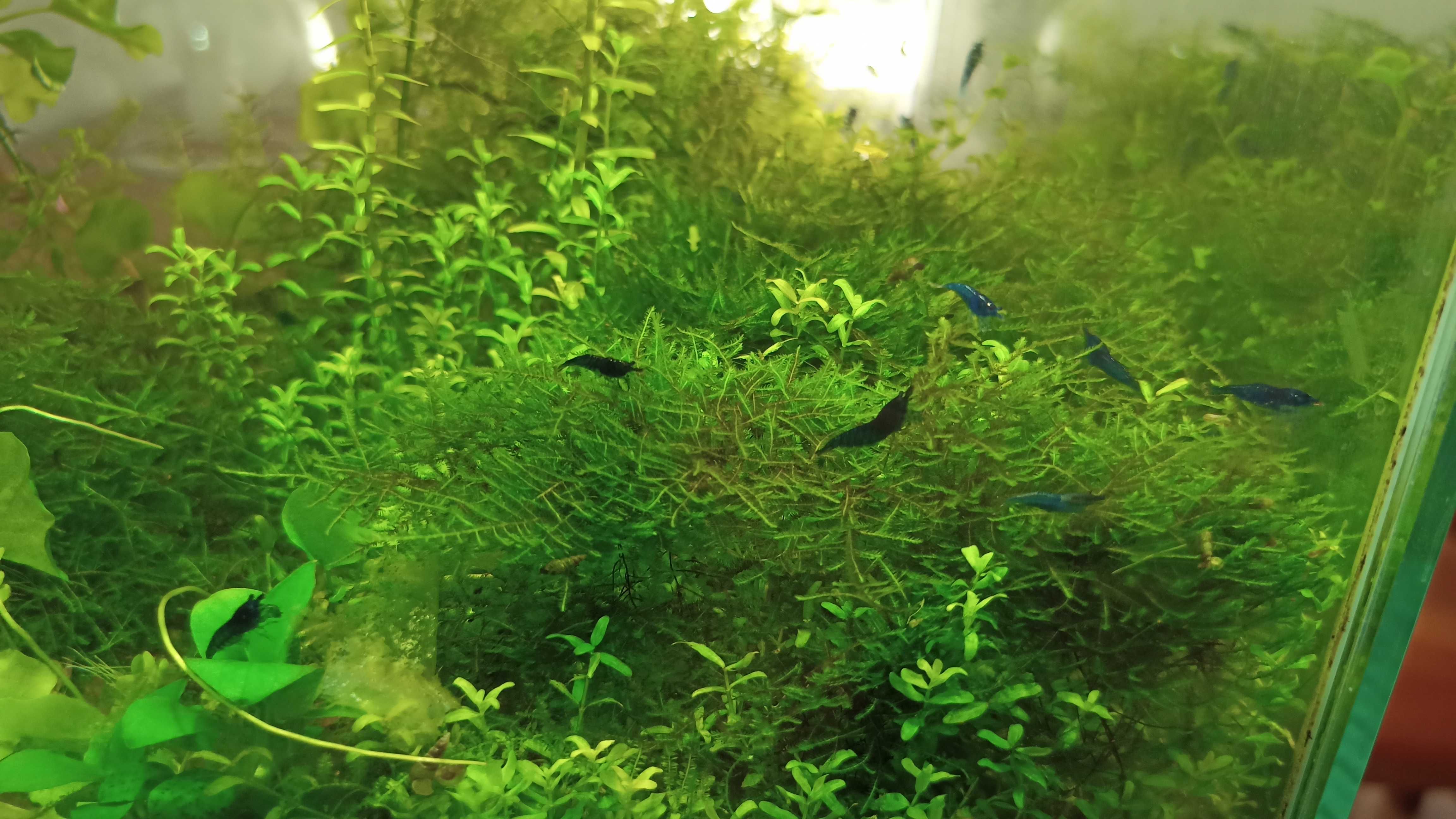 Camarões Neocaridina Blue Dream