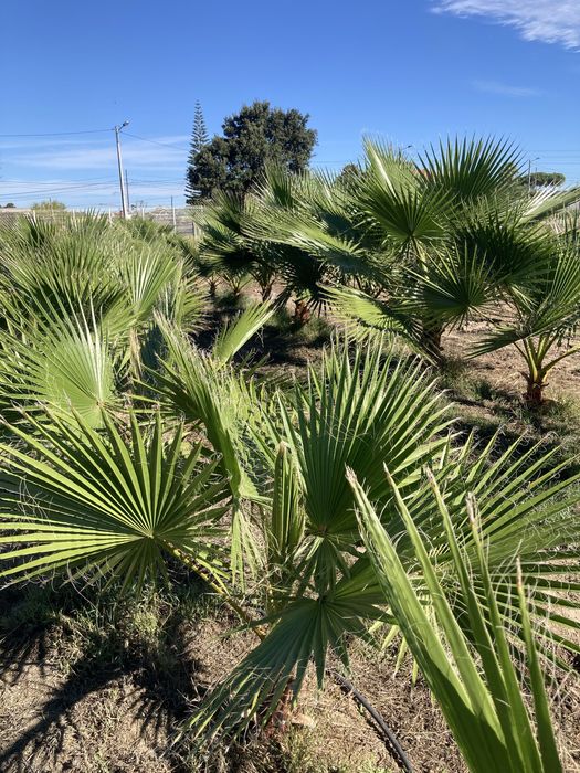 Palmeira washingtonia/ leque