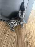 Chlopczyk bengalski  GOTOWY DO ODBIORU!!