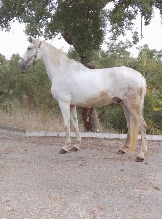 Dois cavalos para venda ou troca