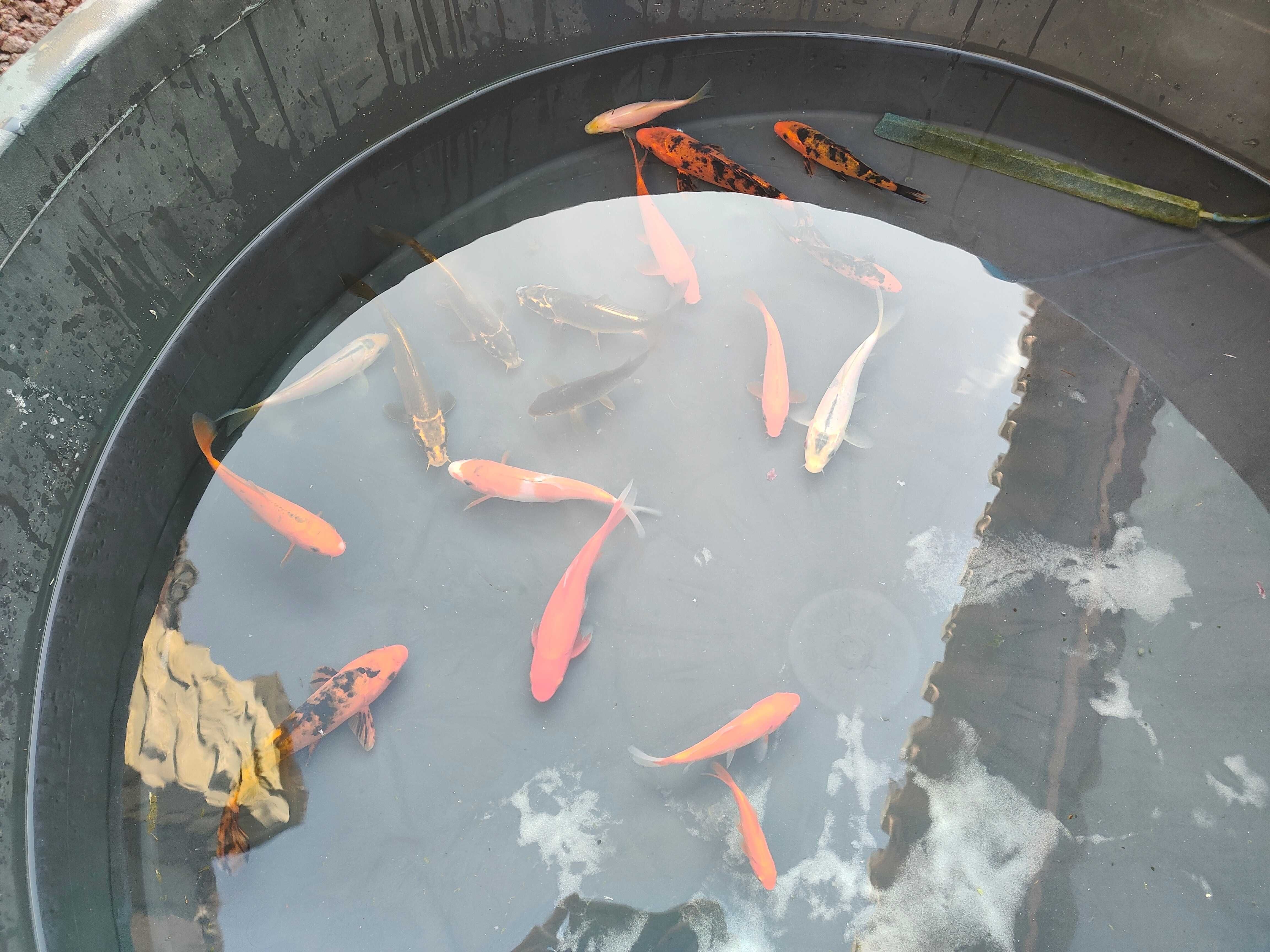 Carpas koi 05 - 20 cm