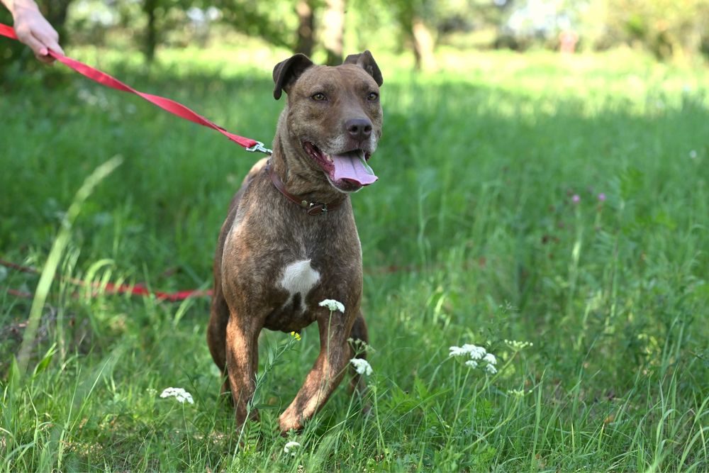 Amstaff do adopcji, sunia