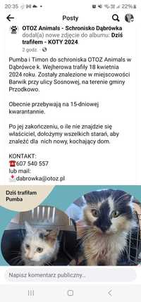 Kotki znalezione w miejscowości  barwik