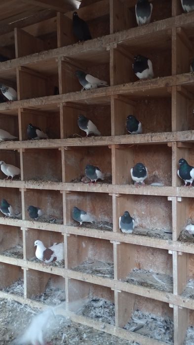 Sprzedam gołębie ( Pocztowe. Ciemne. Jasne) likwidacja hodowli