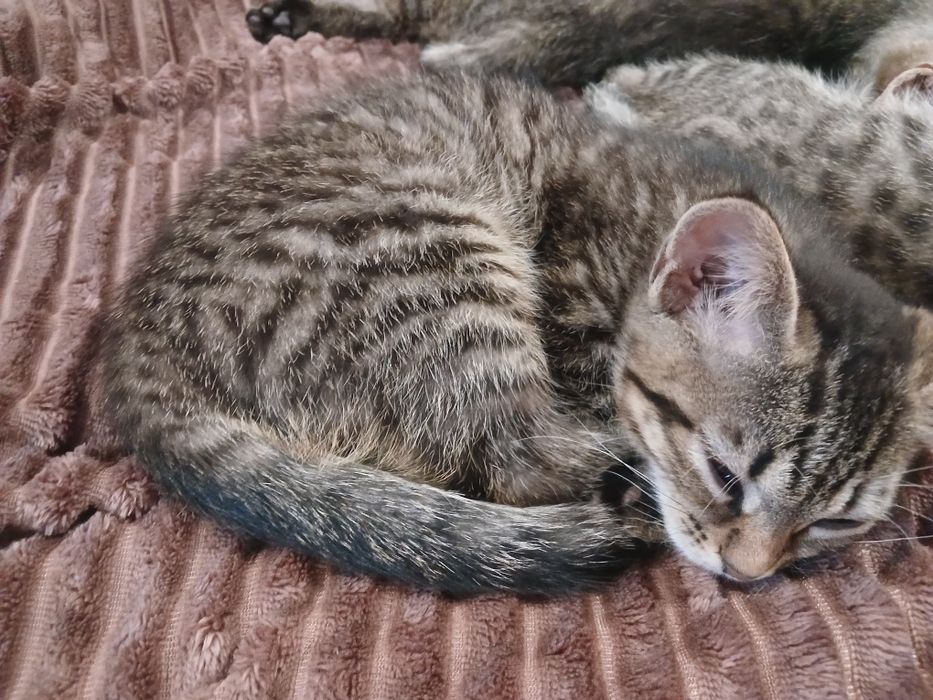 Кошенята бомбейської кішки