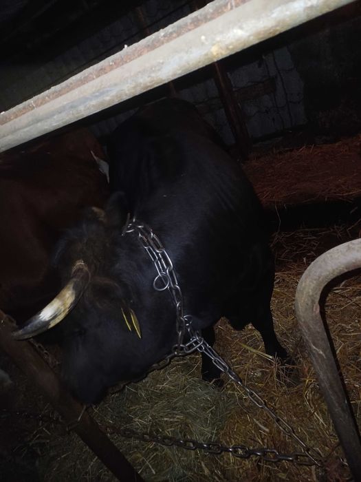 Sprzedam krowe po ocieleniu