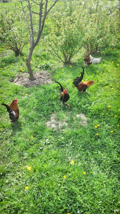 Продам когутів і курчат -бентамки