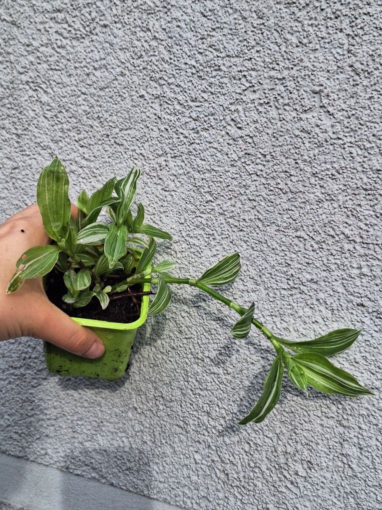 Trzykrotka tradescantia albovitatta