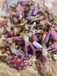 Cactus seed's.. Насіння кактусів. Семена  кактусов
