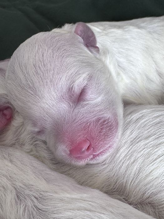 Цуценята бішон фрізе щенки бишон фризе bichon frise документи КСУ