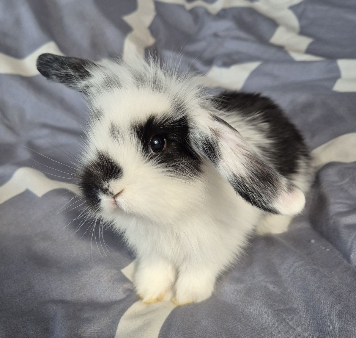 Mini Lop króliczki