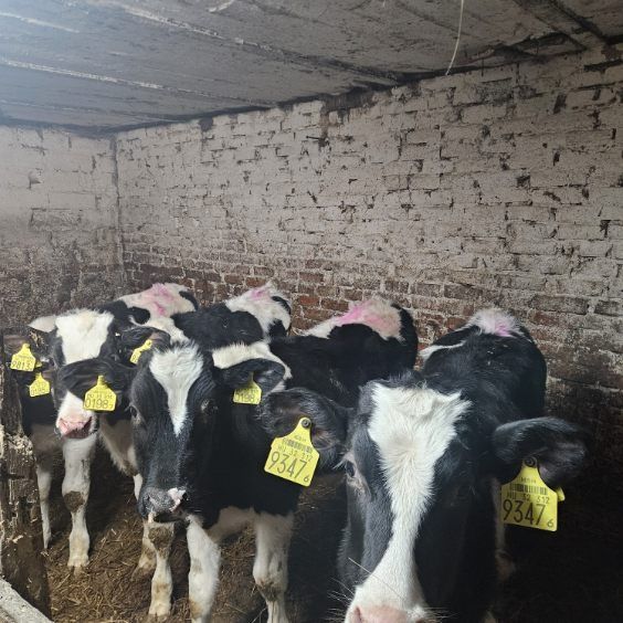 Byczki sprzedam byczek