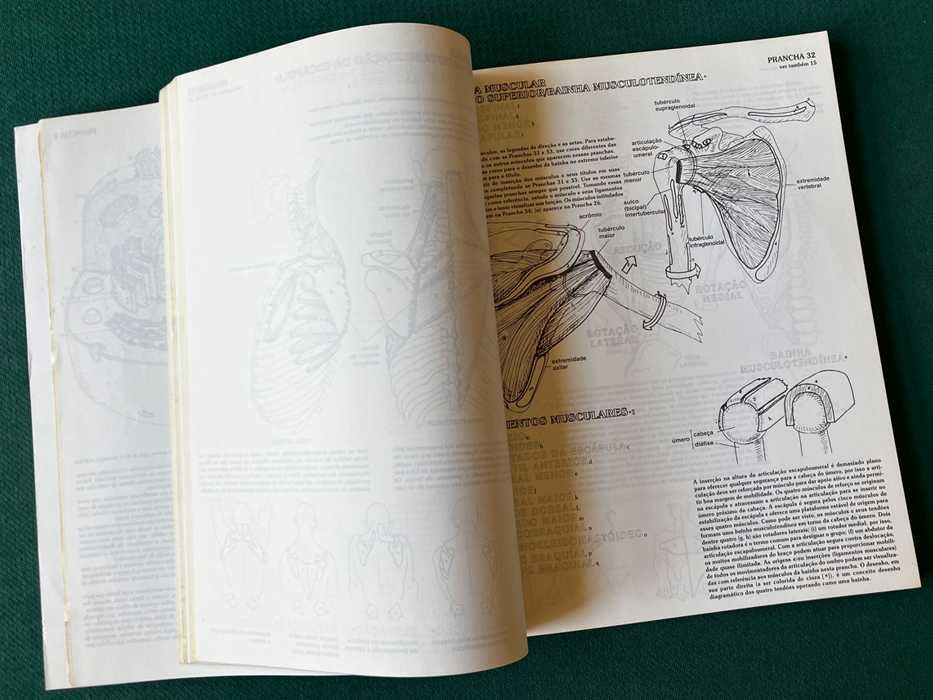 ANATOMIA: Manual Para Colorir.