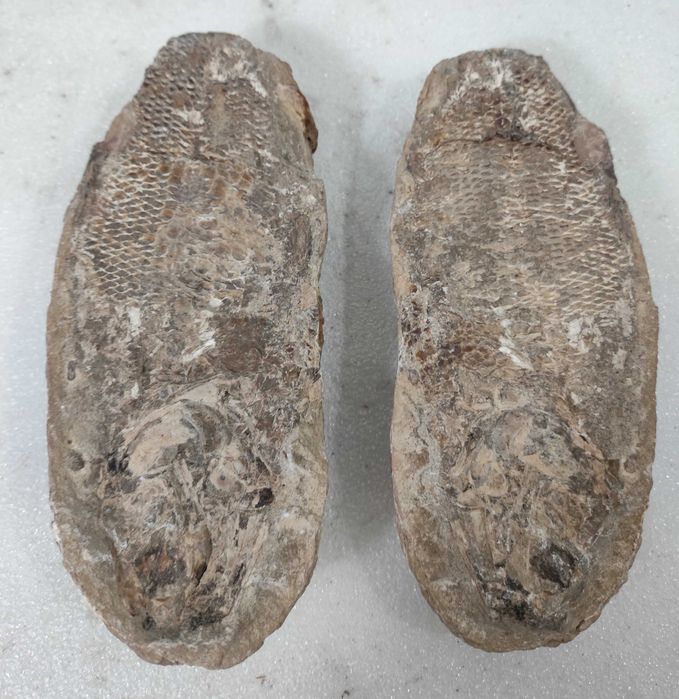 Pedra com fóssil de peixe