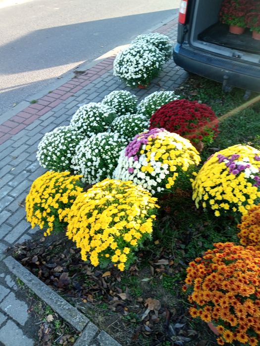 Chryzantemy drobnokwiatowe